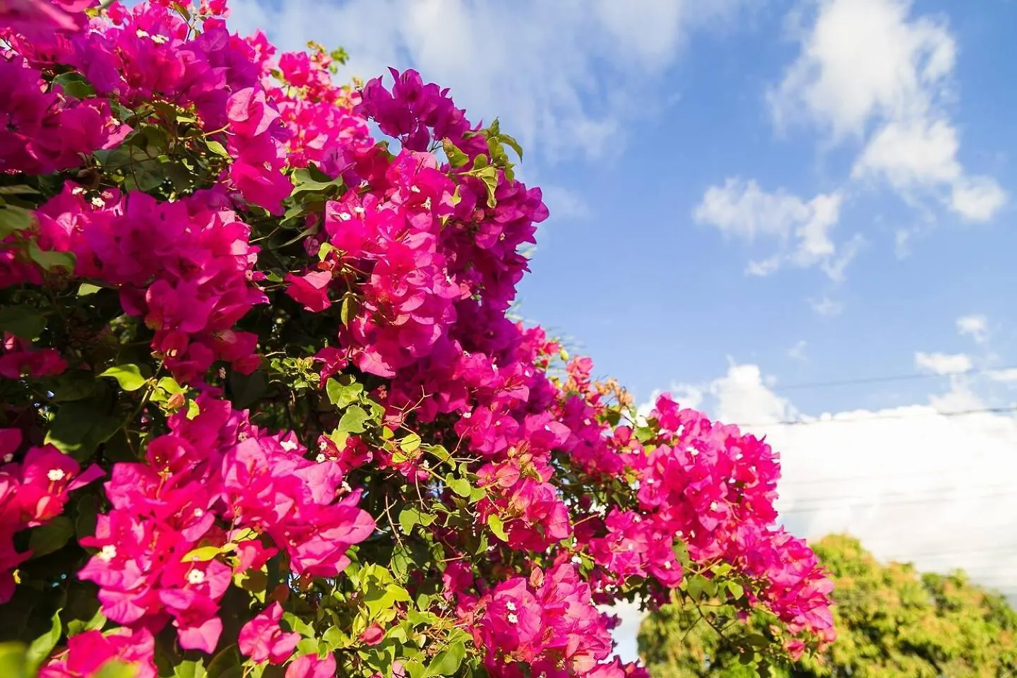 Serenity Gardens Living Кингстон